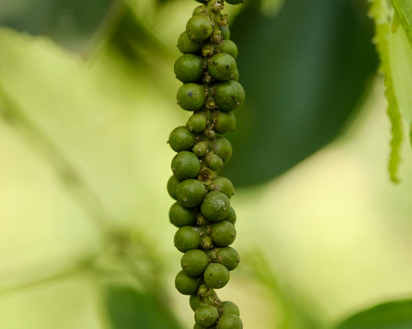 Bringing Nature’s Purity to Your Kitchen